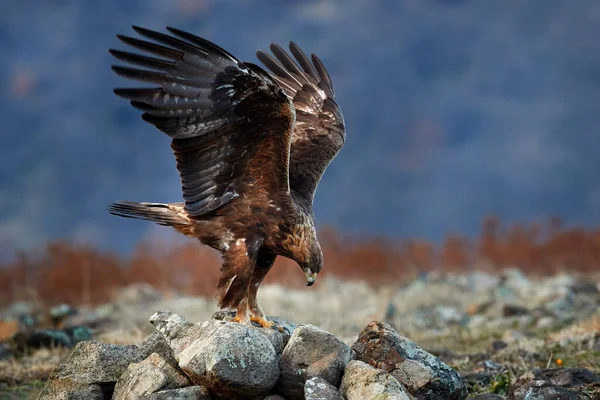 Východní Rodopes Rock Orlem Létající Dravý Pták Zlatý Orel Velkým — Stock fotografie
