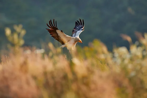 Abutre Egípcio Neophron Percnopterus Grande Pássaro Rapina Sentado Pedra Habitat — Fotografia de Stock