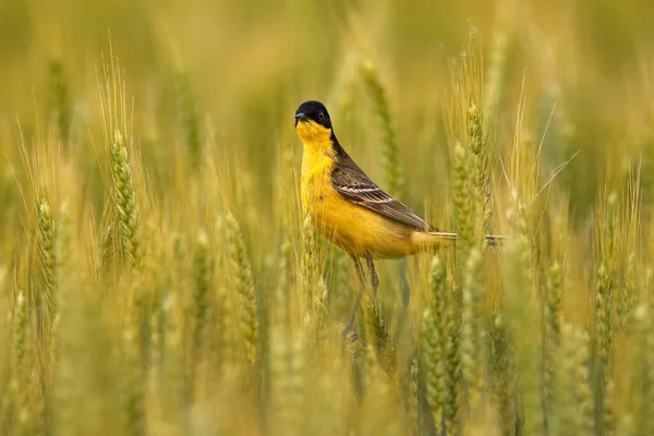 ブルガリアのバルカン出身のワグテール 西部の黄色のウグイール モタキラの香りは 緑のフィールドでは 大麦の耳のスパイクに座っている 自然生息地に黒い頭を持つ黄色の鳥 — ストック写真