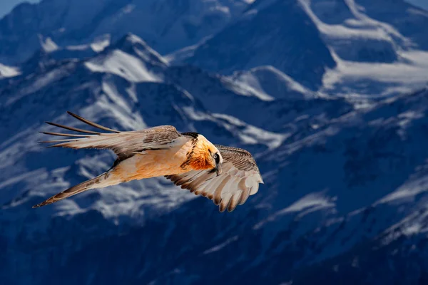 Skäggig Gam Eller Lammergeier Gypaetus Barbatus Flygande Fågel Ovanför Klippberget — Stockfoto