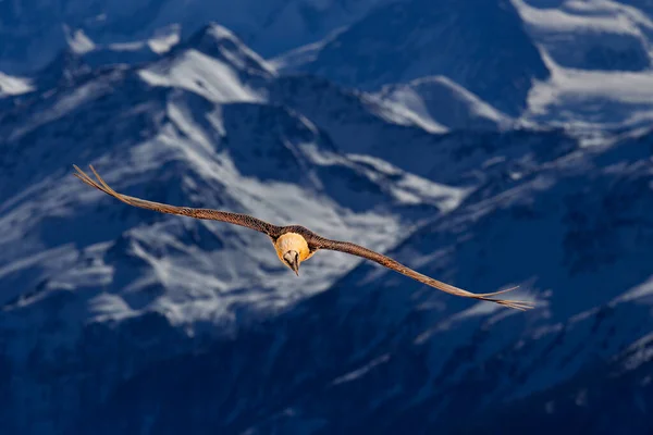 ひげそりのハゲワシやランマーガイアー ジプシーバス 岩の山の上を飛ぶ鳥 珍しい山の鳥 雪で飛ぶ 石の生息地 ヴァレー スイスの動物 飛行中のひげそりのハゲワシ — ストック写真