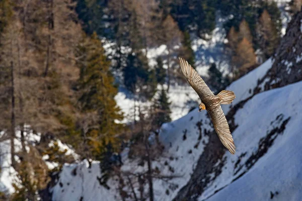 岩の森の山の上に鳥を飛んで Lammergeierまたはひげの害 珍しい鳥 雪で飛ぶ 石の生息地 ヴァレー スイスの動物 スイスアルプス上空を飛行中のひげそりハゲワシ — ストック写真