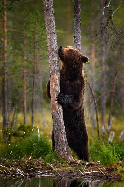 Vida Selvagem Verão Urso Sentar Suas Patas Traseiras Floresta Somerr — Fotografia de Stock