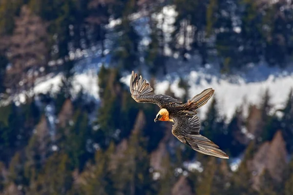 Lammergeier Abutre Barbudo Pássaro Voador Acima Montanha Floresta Rochosa Rare — Fotografia de Stock