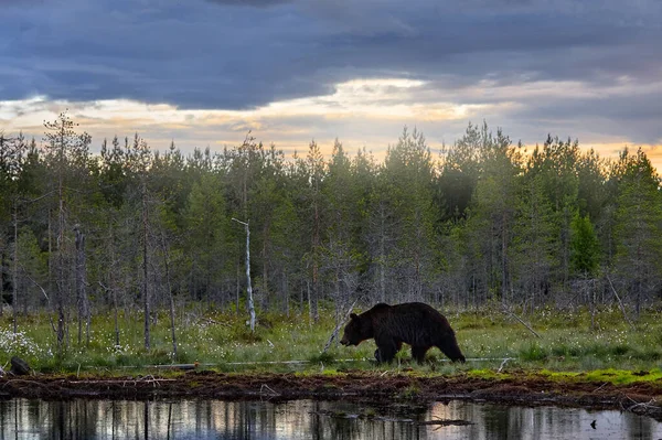 Літня Дика Природа Бурий Ведмідь Небезпечна Тварина Природних Лісах Лугах — стокове фото