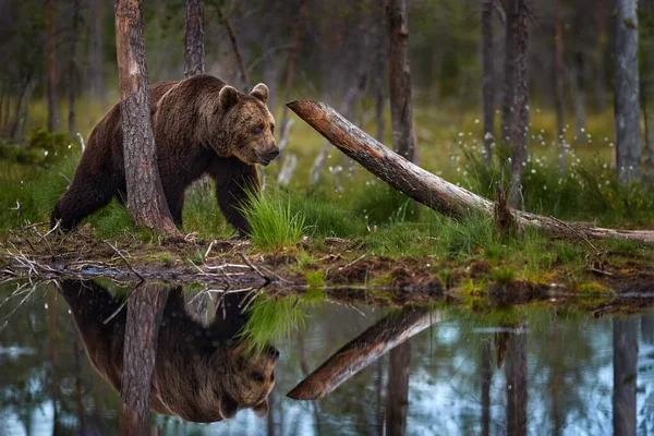 Summer Wildlife Bear Standing Sit Its Hind Legs Somerr Forest — ストック写真
