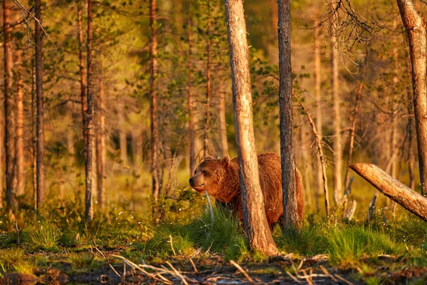 Lato Niedźwiedziu Brunatny Niebezpieczne Zwierzę Naturalnym Lesie Siedlisku Łąkowym Scena — Zdjęcie stockowe