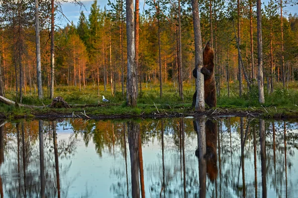 Sommarvilt Brunbjörn Farliga Djur Naturen Skog Och Äng Livsmiljö Djurliv — Stockfoto
