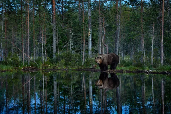 夏の野生動物 ミラー湖の反射 自然林や牧草地の生息地で危険な動物 ロシア国境近くのフィンランドからの野生動物のシーン 暗い森 夕日の夜 — ストック写真