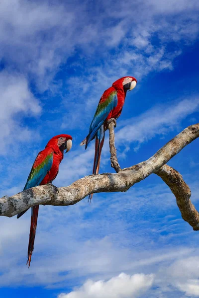 Brazil wildlife. Big red parrot Red-and-green Macaw, Ara chloroptera, sitting on the branch, palm tree. Pantanal, Brazil . Wildlife scene in nature. Birdwatching in America, animal behavour, birds with fruits.