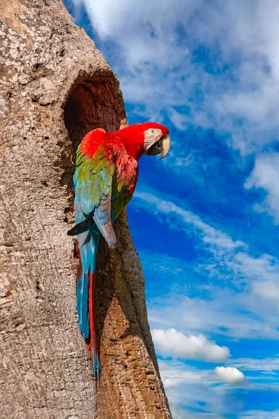 Brasilien Tierwelt Großer Roter Papagei Roter Und Grüner Ara Ara — Stockfoto