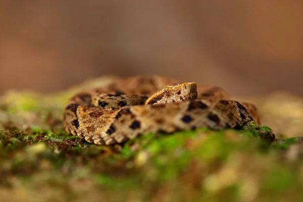 Trinidad Mérges Kígyó Bothrops Atrox Közönséges Lándzsafej Trópusi Erdőben Mérgezett — Stock Fotó