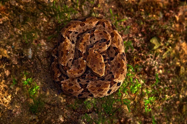 特立尼达毒蛇 Bothrops Atrox Common Lancehead 在热带森林里 黑暗丛林里的毒杀动物特立尼达珍稀蛇的细节 热带森林的危险动物 — 图库照片