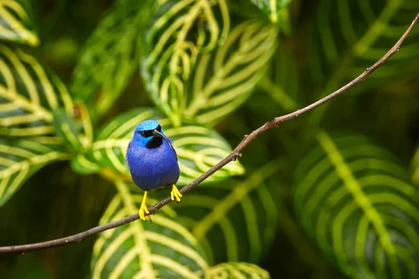 Wildlife Scène Met Mooie Hummingbird Natuur — Stockfoto