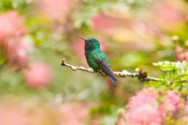 Trinidad Vil Leve Grøn Kolibri Blå Chinned Safir Chlorostilbon Notatus - Stock-foto