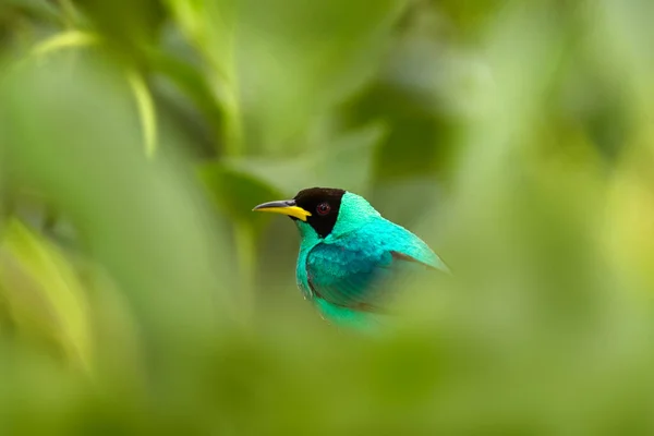 Dzika Przyroda Kostaryki Green Honeycreeper Chlorophanes Spiza Egzotyczny Tropikalny Malachit — Zdjęcie stockowe