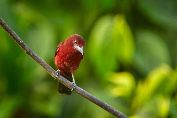 銀ツチクジラのタネ Ramphocelus トリニダード トバゴからスズメ目のエキゾチックな鳥 熱帯林から野生動物のシーン 緑の森林生息地の枝の上に座ってタネ — ストック写真