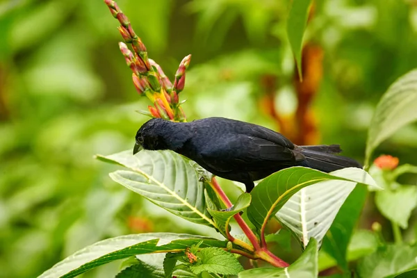 White Lined Tanager Tachyphonus Rufusblack Black Bird Nature Habitat Trinidad — Stock Photo, Image