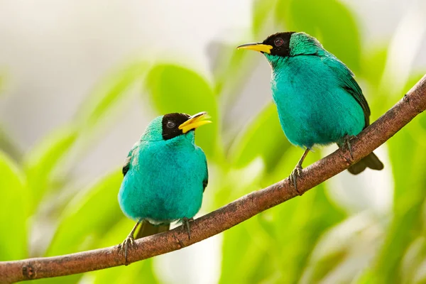 Tropic wildlife. Two pair Green Honeycreeper, Chlorophanes spiza, exotic tropical malachite green and blue bird from Costa Rica. Tanager from tropical forest. Wildlife scene, bird love in habitat.