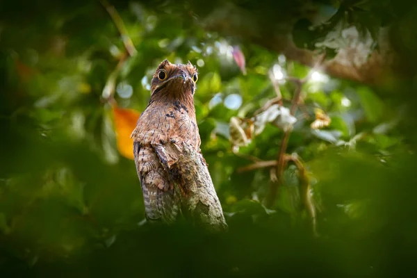 Ortak Potoo Nyctibius Griseus Ağaç Gövdesinde Gizlenmiş Trinidad Daki Asa — Stok fotoğraf