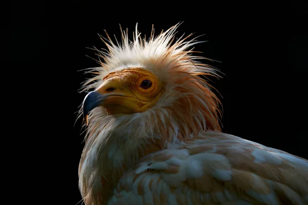 Egyptian Vulture Neophron Percnopterus Big Bird Prey Sitting Stone Nature — Stock Photo, Image