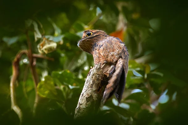 Potoo Commune Nyctibius Griseus Caché Sur Tronc Arbre Faune Sauvage — Photo