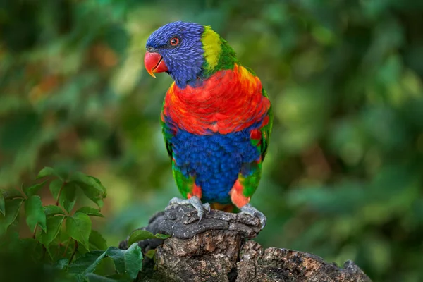 Rainbow Lorikeets Trichoglossus Hematodus Färgglada Papegoja Sitter Filialen Djur Naturen — Stockfoto