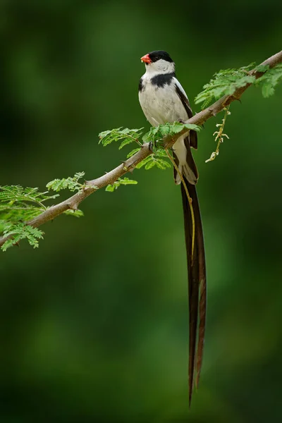Pin-tailed whydah, Vidua macroura, small songbird with long tail sitting on the tree branch in the green vegetation. Black gray whydah, in the nature habitat, Murchison NP, Uganda in Africa. Black bird, wildlife Uganda.