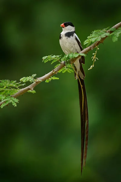 Nadelschwanzwhydah Vidua Macroura Kleiner Singvogel Mit Langem Schwanz Der Auf — Stockfoto