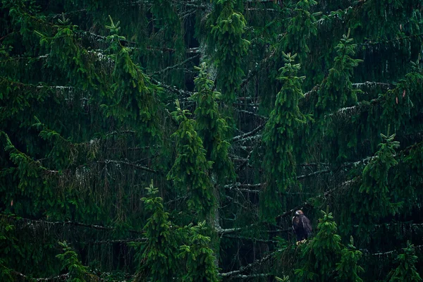 Σπρους Λευκόουρα Πτηνά Του Θηράματος Στο Φυσικό Περιβάλλον Τσεχική Δημοκρατία — Φωτογραφία Αρχείου