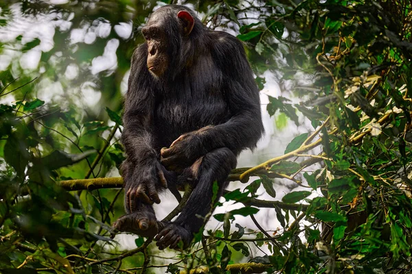 Chimpancé Pan Troglodytes Árbol Parque Nacional Kibale Uganda Bosque Oscuro —  Fotos de Stock