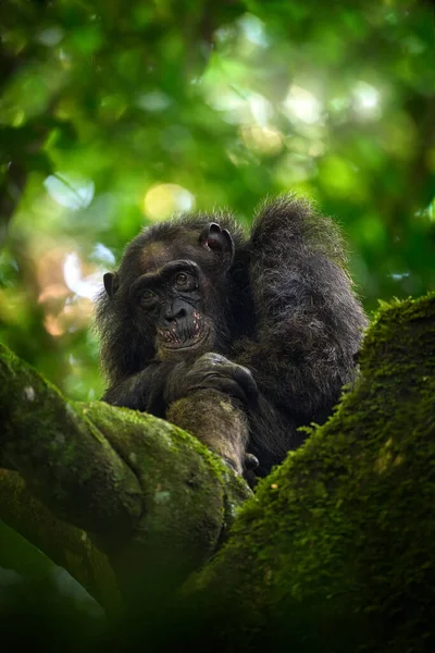 Wilde Dieren Oeganda Chimpansee Pan Troglodytes Aan Boom Kibale National — Stockfoto