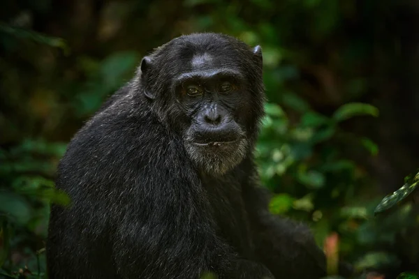 在乌干达Kibale国家公园的树上 泛金银花 是一片漆黑的森林 自然界中的黑猴子 非洲的乌干达 黑猩猩的栖息地 野生动物的天性 猴灵长类休息 — 图库照片
