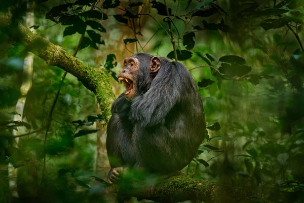 Chimpancé Pan Troglodytes Árbol Parque Nacional Kibale Uganda Bosque Oscuro —  Fotos de Stock