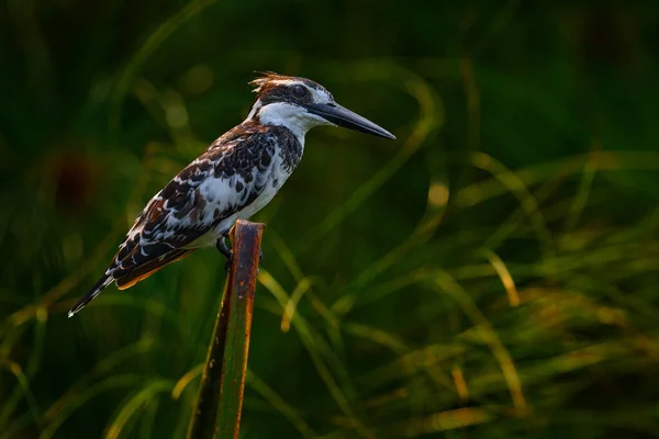 Kazinga Kanalı Ndaki Kingfisher Kraliçe Elizabeth Ulusal Parkı Uganda Pied — Stok fotoğraf