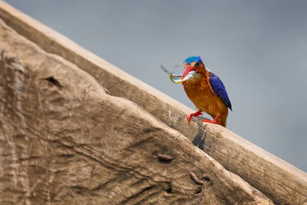 Malaquita Kingfisher Detalhe Pássaro Africano Exótico Pegar Dois Peixes Bonito — Fotografia de Stock