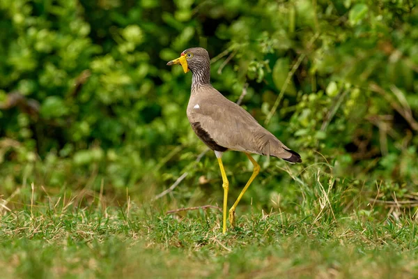 Afrikanska Wattled Lapwing Vanellus Senegallus Även Som Senegal Wattled Plover — Stockfoto