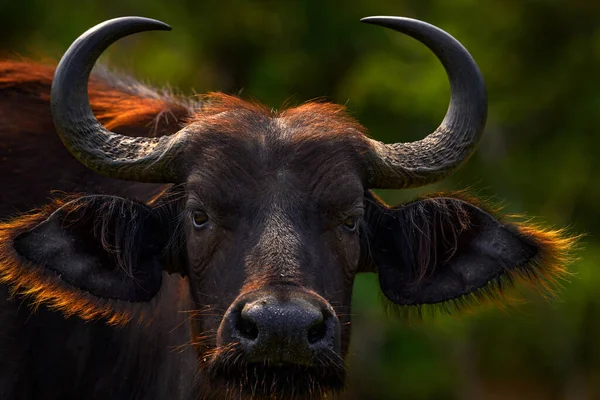 乌干达布法罗肖像画乌干达萨凡纳牛角头的细节 来自非洲自然的野生动物场景 棕色的大水牛毛 牛角上的大公牛头 特写肖像 — 图库照片