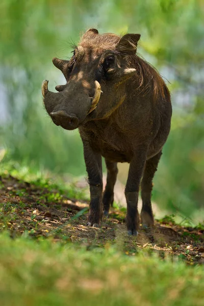 Warthog Cerdo Salvaje Marrón Con Colmillo Detalle Primer Plano Del —  Fotos de Stock