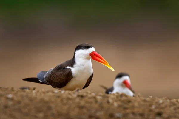 Skimmer Sandstrand Flock African Skimmer Rynchops Flavirostris Sitter Marken Nära — Stockfoto