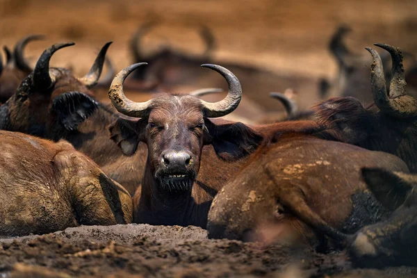 非洲水牛的牧民辛塞勒斯 卡费尔在非洲莫雷米的黑暗森林里来自非洲自然的野生动物场景 栖息地里的大动物 — 图库照片