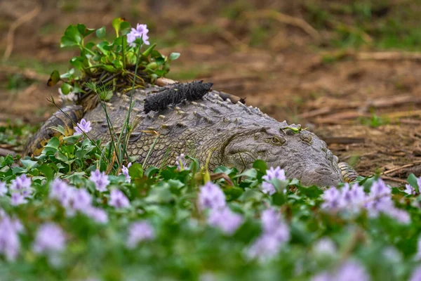 ピンクのヒヤシンスの花を咲かせるクロコダイル カジンガチャンネルの危険動物 エリザベス女王 ウガンダ 野生動物の性質 ナイルワニクロコダイルスニロイカス川の岸 生息地の大きなトカゲ — ストック写真