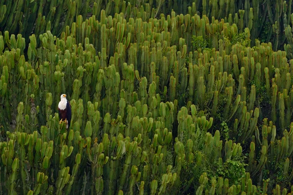 Eagle Habitat Cactus African Fish Eagle Haliaeetus Vocifer Brown Bird — Stock Photo, Image