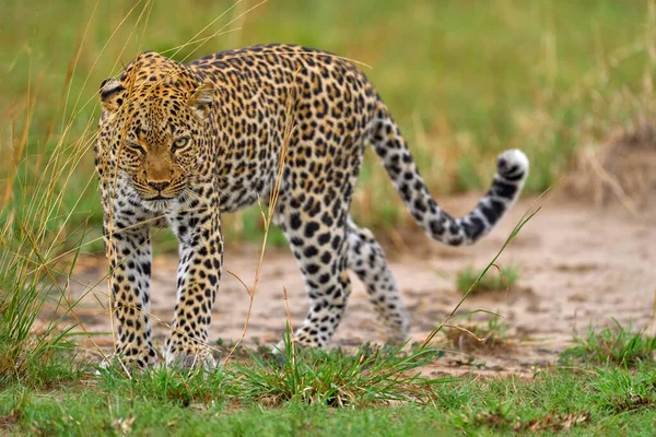 Oeganda Wilde Dieren Luipaard Panthera Pardus Shortidgei Verborgen Hoofd Portret — Stockfoto