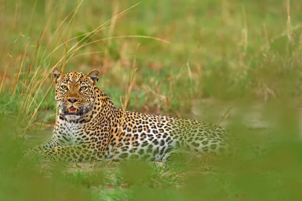 乌干达野生生物 短吻鳄 藏在美丽的橙色草丛中的头像 大野猫在大自然的栖息地 热带草原阳光灿烂的一天 伊丽莎白女王Np 野生生物性质 — 图库照片
