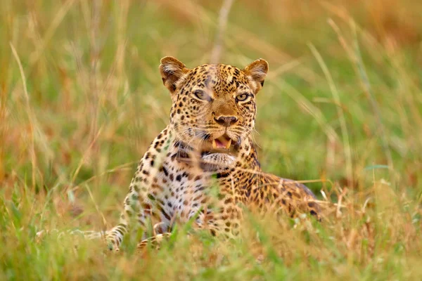 Ugandas Tierwelt Leopard Panthera Pardus Shortidgei Verstecktes Kopfporträt Schönen Orangen — Stockfoto