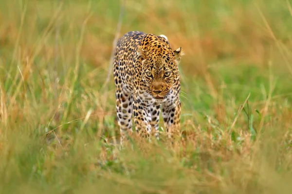 Дика Природа Уганди Leopard Panthera Pardus Shortidgei Прихований Портрет Голови — стокове фото