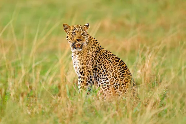 Ugandas Tierwelt Leopard Panthera Pardus Shortidgei Verstecktes Kopfporträt Schönen Orangen — Stockfoto
