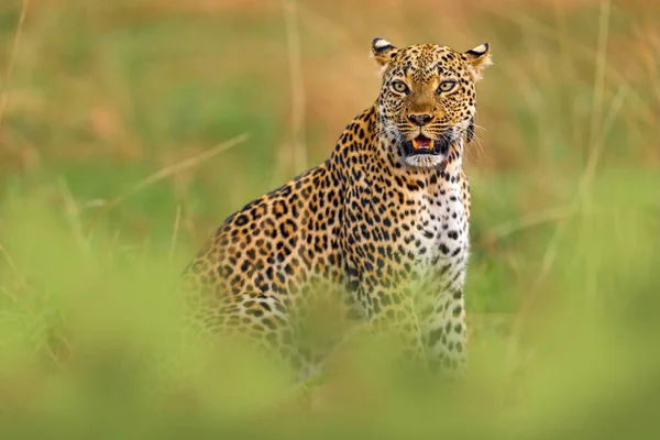 Uganda Vadvilága Leopárd Panthera Pardus Shortidgei Rejtett Fejportré Szép Narancssárga — Stock Fotó