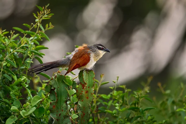 白い茶色のカクテルやラークヒールのカッコウ 家族のカッコウ科の鳥 野生の自然界の枝に座っている アフリカのウガンダ ビクトリアナイル川 キュペロス パピルスの生息地での大きな鳥の鳴き声 — ストック写真